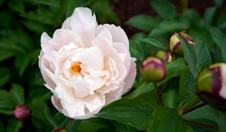 Bloom photo of the week