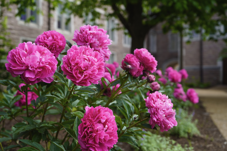 Bloom photo of the week