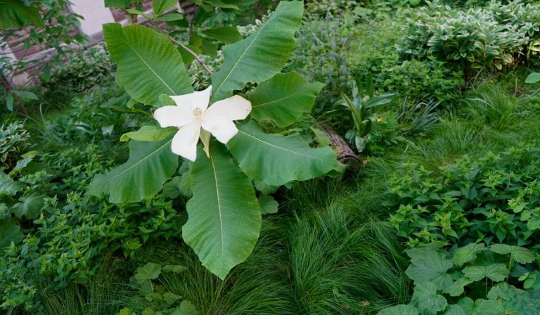 Bloom photo of the week