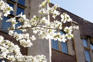 Spring in the Arboretum