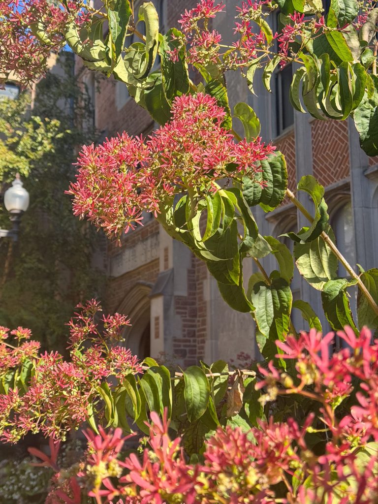 Heptacodium Miconiodes (Seven-son Flower) - The wine-red-looking flowers are actual sepals, not petals. It had just finished blooming white, and after the petals fall, the sepals turn red.

Found on the west side of Brookings in Ridgley Court.